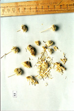 Droge, Foto***