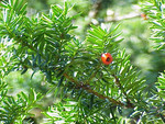 T. cuspidata, Foto 1***