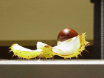 Droge, Foto 1***