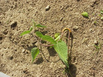 Pflanze, Foto 2*