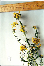 Droge, Foto 1***