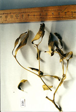 Droge, Foto****
