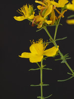 Pflanze, Foto 3**