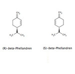 PhellandrenBeta