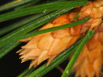 Pflanze, Foto 3***