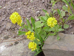 S. virgaurea, Foto 1*