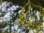 Pflanze, Foto 3**