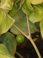 Pflanze, Foto 2**