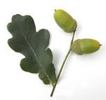 Pflanze, Foto 2**