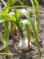 Pflanze, Foto 3**