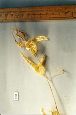 Droge, Foto**