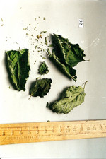 Droge, Foto****