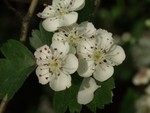 Pflanze, Foto 3**