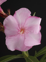 Pflanze, Foto 4***