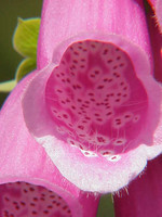 Pflanze, Foto 2**
