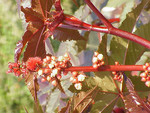 Pflanze, Foto 3**