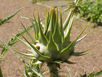Pflanze, Foto 2*