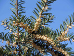 T. baccata, Foto 1**