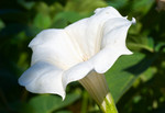Pflanze, Foto 2*