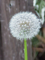 Pflanze, Foto 4**