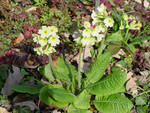 P. elatior, Foto**