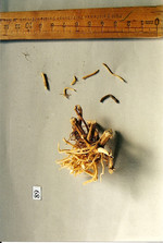 Pflanze, Foto 4**