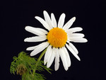 Pflanze, Foto 3**