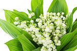 Pflanze, Foto 2**