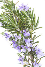 Pflanze, Foto**