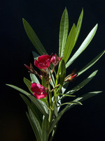 Pflanze, Foto 1**