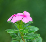 Pflanze, Foto 2**