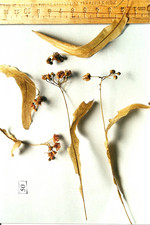 Droge, Foto****