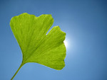 Pflanze, Foto 4**