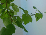 Pflanze, Foto 3*