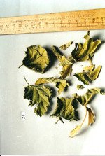 Droge, Foto****