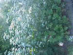 Pflanze, Foto 1*