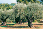 Pflanze, Foto 1**