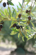 Pflanze, Foto 2**