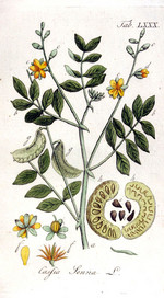 C. senna, Zeichnung*