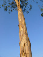 Pflanze, Foto 1*